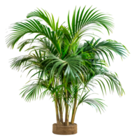 A tall palm tree with green leaves - stock .. png