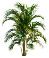 een hoog palm boom met groen bladeren - voorraad .. png