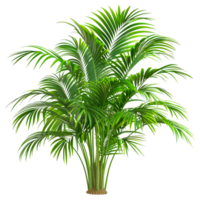 A tall green palm tree with a brown trunk - stock .. png
