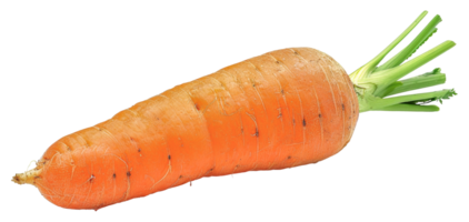 A carrot is shown in its natural form, with its green top and orange root - stock .. png