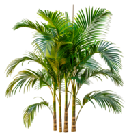 A tall palm tree with four slender trunks - stock .. png