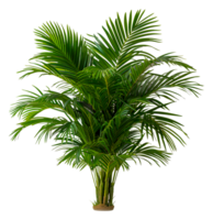 A tall palm tree with green leaves - stock .. png