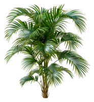 A tall palm tree with green leaves - stock .. png