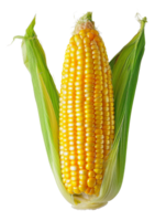 Fresh ear of corn with green leaves on transparent background - stock .. png