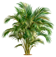 A large palm tree with green leaves - stock .. png