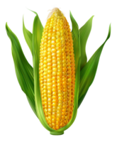 Fresh ear of corn with green leaves on transparent background - stock .. png