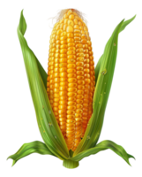 Fresh ear of corn with green leaves on transparent background - stock .. png