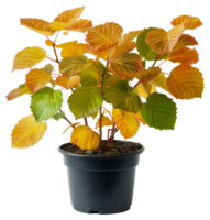 A small potted plant with green leaves and yellow leaves - stock .. png