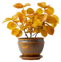 A small plant in a pot with yellow leaves - stock .. png