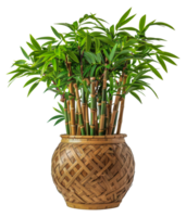 A tall bamboo plant is in a basket - stock .. png