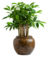 A large potted plant with green leaves sits in a brown vase - stock .. png