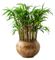 A large potted plant with many green leaves sits in a brown ceramic pot - stock .. png