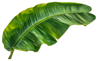 A leafy green plant with a long stem - stock .. png