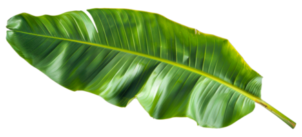 un' frondoso verde Banana foglia è mostrato nel pieno colore - azione .. png