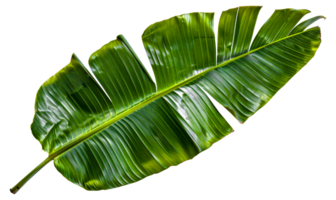 une feuillu vert feuille avec - Stock .. png