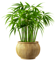 A tall bamboo plant is in a large pot - stock .. png