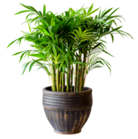 A large potted plant with green leaves - stock .. png