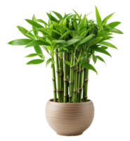 A tall bamboo plant is in a brown vase - stock .. png