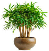 A large potted plant with green leaves sits in a brown ceramic pot - stock .. png