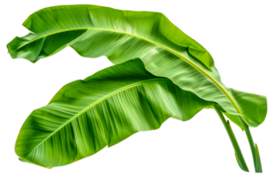 Two green leaves of a banana plant - stock .. png