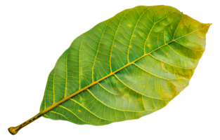 A leaf is shown in its natural color, with a green hue - stock .. png