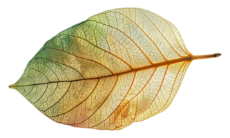 uma folha com uma Castanho e verde cor - estoque .. png
