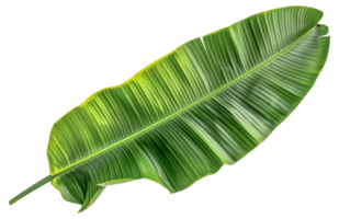 A leafy green plant with a long stem - stock .. png