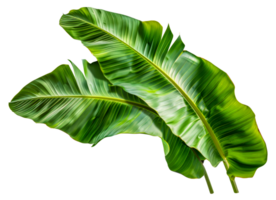 Two green leaves of a banana plant - stock .. png