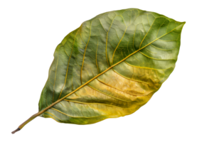 A leaf is shown in a close up - stock .. png