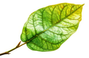 A leaf is shown in a close up, with the veins - stock .. png