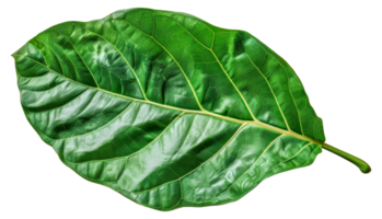 A leafy green leaf with veins and a stem - stock .. png