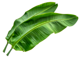 Two green leaves of a banana plant - stock .. png