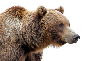 A bear with a wet face and fur - stock .. png