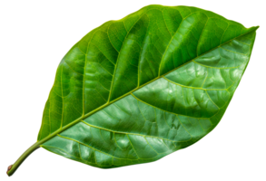 A leaf is shown in its natural form, with a green color - stock .. png