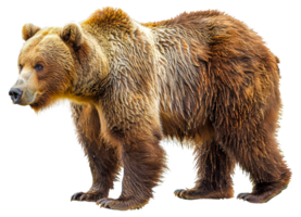 A brown bear - stock .. png
