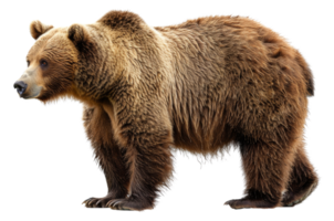 A large brown bear stands - stock .. png