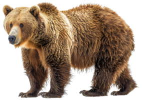 A brown bear stands - stock .. png