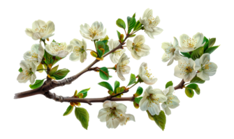 Cherry Blossoms Branch, cut out - stock .. png