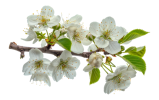 Cherry Blossoms Branch, cut out - stock .. png