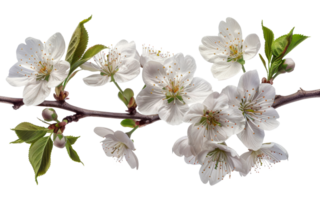 Cherry Blossoms Branch, cut out - stock .. png