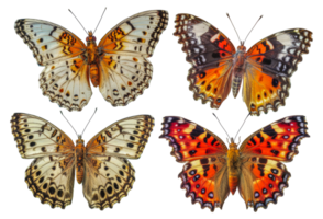 Four different colored butterflies are shown in a row - stock .. png
