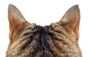 A cat's ear is shown from the side, with the fur and texture of the ear visible - stock .. png