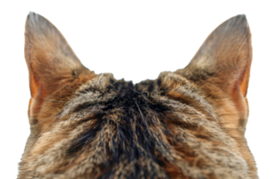 A cat's ear is shown from the side, with the fur and texture of the ear visible - stock .. png