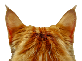 A cat's ear is shown in a close up - stock .. png