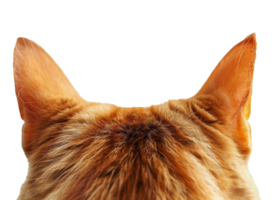 A cat's ear is shown from the side, with the fur visible - stock .. png