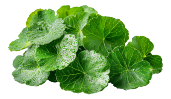 frisch Grün Wasabi Blätter auf transparent Hintergrund - - Lager .. png
