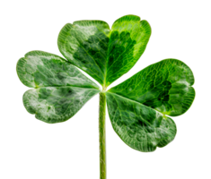 Vibrant green four-leaf clover, cut out - stock .. png