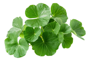 Fresh green wasabi leaves on transparent background - stock .. png