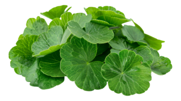 frisch Grün Wasabi Blätter auf transparent Hintergrund - - Lager .. png