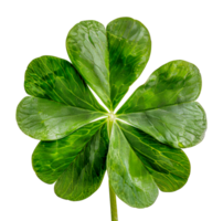 Fresh dewy four-leaf clover, cut out - stock .. png